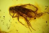 mm Caddisfly (Trichoptera) In Baltic Amber - Green Eye! #123379-1